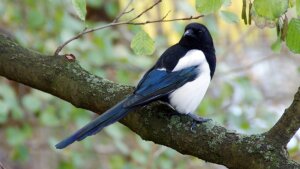 Nature, in the middle of the city: a magpie, observed at the Paradiespark in Jena.