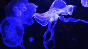 Wasser bildet den größten Lebensraum der Erde. Diese Medusen sind jedoch nicht im Meer fotografiert worden, sondern im Phyletischen Museum der Universität Jena.