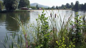 Der Jenaer Schleichersee. Wie wichtig Schutz und nachhaltiger Umgang mit dem existenziellen Gut Wasser sind, wird noch häufig unterschätzt.
