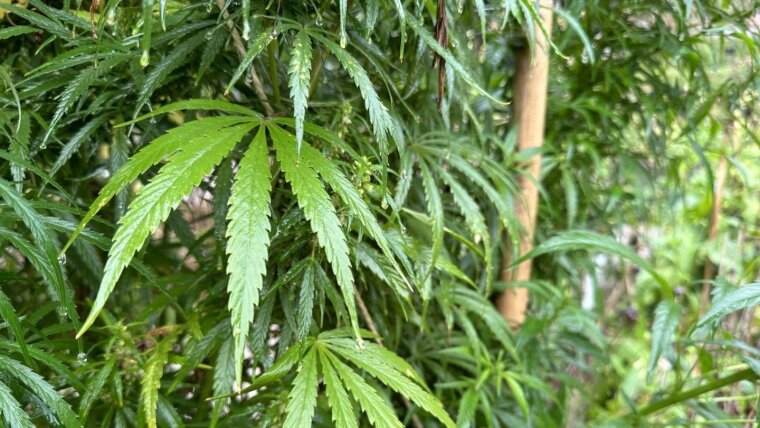 Cannabis ist eine traditionelle Heilpflanze, deren Inhaltsstoffe künftig auch bei der Behandlung von Entzündungserkrankungen eine Rolle spielen könnten.
