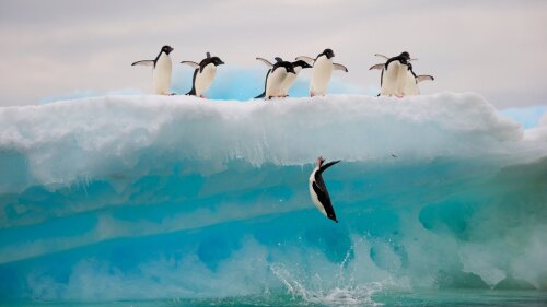 An Adélie penguin jumps off an ice floe while his comrades look on.